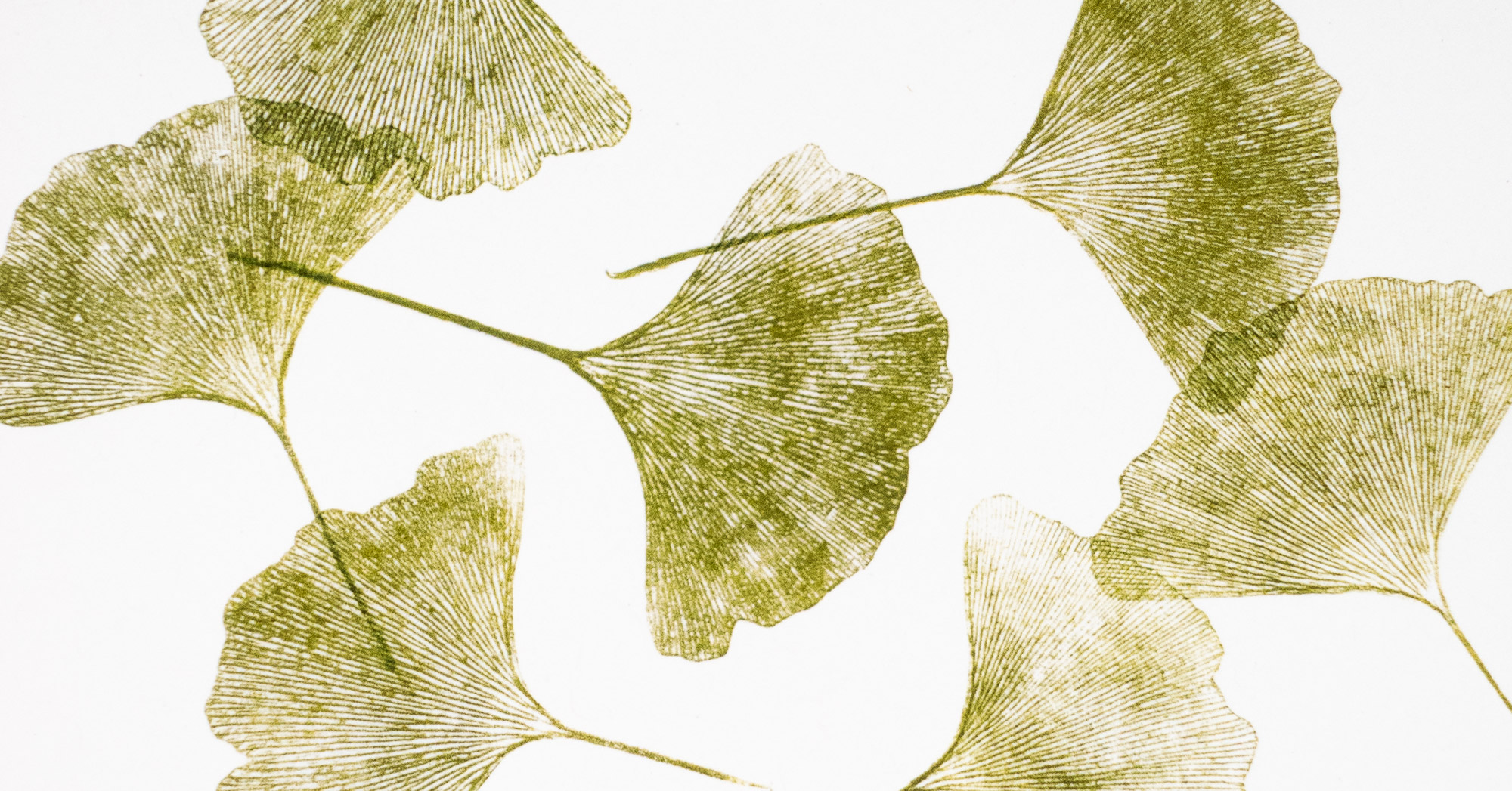 Ginkgo Leaves – Card | Lauren Nishizaki Designs