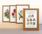 4 boxes of native plant card sets